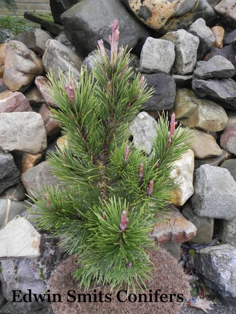 Pinus contorta 'Willow Creek'